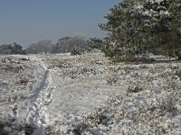 NL, Noord-Brabant, Cranendonck, Groote Heide 13, Saxifraga-Jan van der Straaten